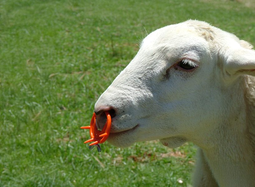 EasyWean® NoseRings® | Sheep Goat NoseRings Weaning